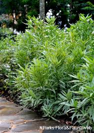 Image result for Justicia toroensis