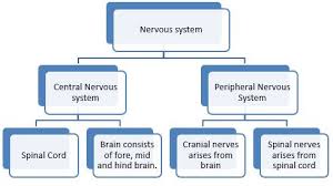 give the flow chart of the nervous system of the human beings