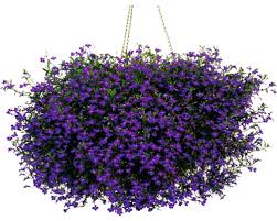 Image result for foto Lobelka