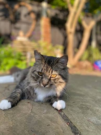 When is the best time to visit the cats? We get asked this a lot, especially by our afternoon visitors who come at nap time! The cats are typically the most active