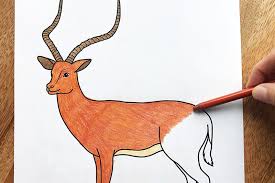 How to draw an impala animal step by step. Impala Free Printable Templates Coloring Pages Firstpalette Com