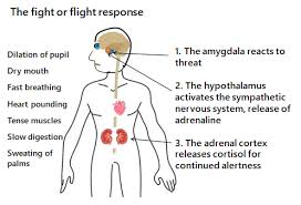 The Sympathetic Nervous System Triggers The Fight Or Flight Response Before We Knowingly Make Any Decision Fight Or Flight Response Fight Or Flight No Response
