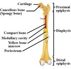 Bone not color the articular cartilage; Draw The Given Diagram And Label The Following Parts A Spongy Boneb Periosteumc Yellow Marrowd Compact Bone