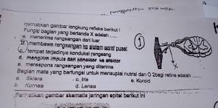 Berikut ini materi makalah pengertian, mekanisme, dan proses terjadinya. Fungsi Sistem Saraf Pusat Adalah