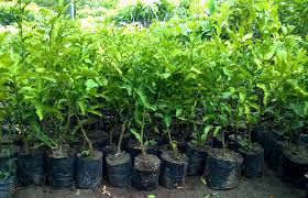 Beberapa bibit tanaman yang sulit dicari namun memiliki manfaat yang besar misalnya adalah tanaman brotowali, daun brotowali biasanya. Jual Bibit Jeruk Di Jakarta Jual Bibit Tanaman Unggul