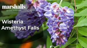 'amethyst falls' wisteria is an introduction from head ornamentals, inc. Wisteria Amethyst Falls Youtube