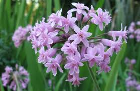 Image result for Tulbaghia alliacea