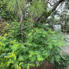 Image result for Cassia thyrsoidea