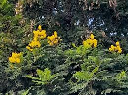 Image result for Peltophorum dubium