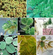 Image result for Marsileaceae