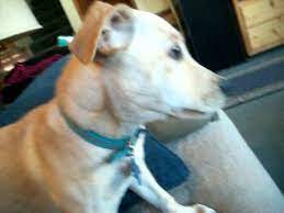 Mar 31, 2020 · the jack russell and labrador mix can come in many different colors, but the most popular body colors are black, brown, and cream. 6 Month Old Jack Russell Lab Mix Goofing Off Youtube