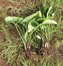 Image result for Stylochaeton