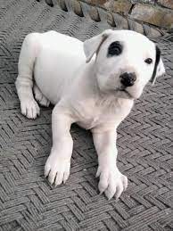 960 x 1280 jpeg 172 кб. Bully Kutta Or Pakistani Sindhi Alangu Mastiff Asian Dogs Puppies Domestic Dog