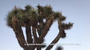 We like photography, the desert, and keeping joshua tree wild. Here S Why You Shouldn T Damage Joshua Trees If It Isn T Obvious