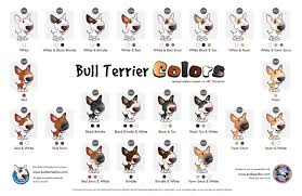Bull Terrier Colors Reference Chart