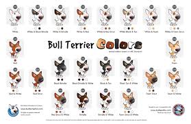 bull terrier colors reference chart