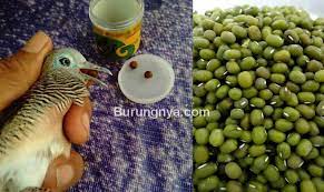 7 Jamu Perkutut Agar Cepat Manggung Dan Gacor Burungnya Com