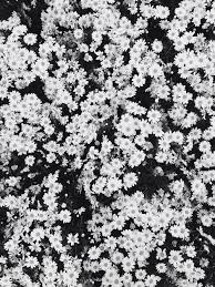 Pin By Federica On Flowers Flowers Pretty Flowers Floral