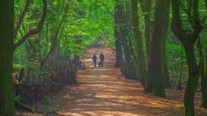 The bridgerton actor, 31, was spotted touching down at london's heathrow after heading home from los angeles where he has been staying recently. The Best Forests Near London Blog Zipcar