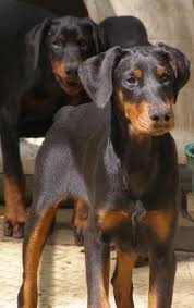 Black And Tan Doberman Puppies Doberman Pinscher Loyal And Fearless Doberman Pinscher Doberman Puppy Dog Breeds