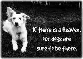 May the memories of your beloved (name) soften the grief in your heart. Dealing With Feelings Of Guilt And Grief After Your Dog S Death