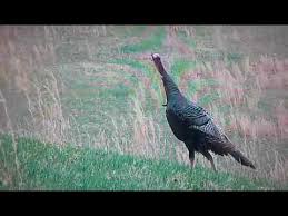 The turkey is the most. Awesome Jake Yelps Calling All Turkeys Youtube