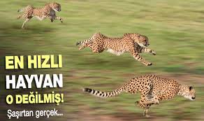 Dunyanin En Hizli Kosan Hayvani Bakin Neymis Gazetevan Mobil Sayfasi