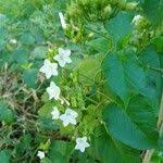 Image result for Jacquemontia paniculata