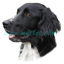 Image result for Velký münsterlandský ohař