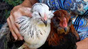 6 week old easter egger rooster. How To Tell A Hen From A Rooster With 3 Month Old Chicks Youtube