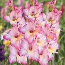 Image result for Gladiolus bellus