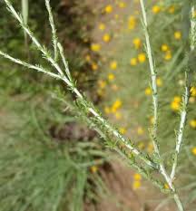 Image result for Pentzia