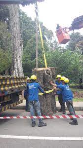 Taken on 23 december, 2015 • by rui kang • at categories: Tree Cutting Singapore Tree Pruning Singapore Tree Removal
