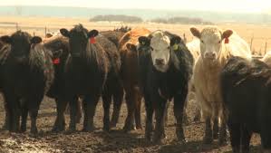 Create your lottery ticket or choose a quick pick for lotto max, lotto 6/49, and daily grand. Cash Or Cattle Alberta Fundraising Lottery Offers 20 Cows Or Cash As Grand Prize Ctv News