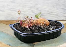 Once you put the potato down in the jar, only about half of the potato should be in the water. Starting Sweet Potato Slips How To Grow Sweet Potatoes From The Store