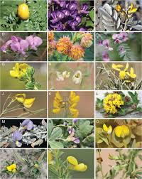 Image result for Eriosema burkei