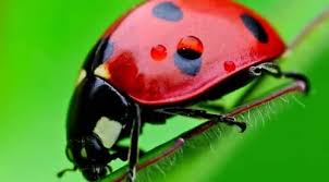 Algunos animales invertebrados consiguen el alimento y el oxígeno moviéndose a través de su lo que permite observar imágenes especulares. Animales Invertebrados Que Son Caracteristicas Actualizada 2021
