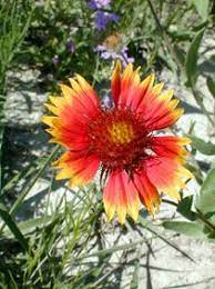 More than 2,000 plants in kansas are vascular — they have leaves, stems and roots. 33 Kansas Native Plants Ideas Native Plants Plants Wild Flowers