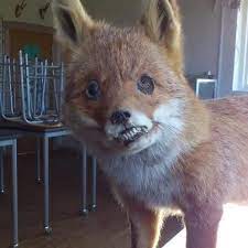 Badly Stuffed Animals Google Search Taxidermia Luna Fondos De Pantalla