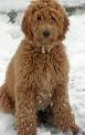 Red Goldendoodle Puppies in Michigan by Brooke View ...