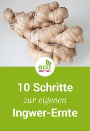 Ingwer Ganz Einfach Selber Zuchten Ingwer Anbauen Ingwer Anpflanzen Ingwer Pflanzen