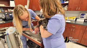 9811 fall creek road, indianapolis, in 46256. Veterinarian In Fishers In 46037 46038 Animal Clinic Bridgeview Pet Wellness Clinic