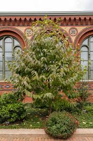 Image result for Halesia