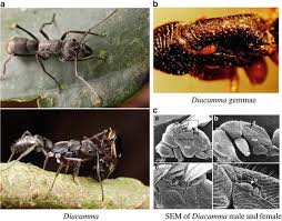 What pest invades the fungus gardens that the ants maintain? Superorganismic Behavior Via Human Computation Springerlink