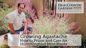 Homeour plantsherbal & ediblesagastache giant hyssop 'apache sunset'. Agastache Plants For Sale Hummingbird Mint Hyssop High Country Gardens