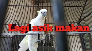 Ciri khas dari burung kakak tua ini yaitu ada jambul kuning tepat diatas kepalanya. Ternyata Ini Makanan Kesukaan Burung Kakatua Jambul Kening Youtube