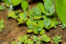 マザーリーフ ハカラメ セイロンベンケイ の育て方と花言葉は Horti ホルティ By Greensnap