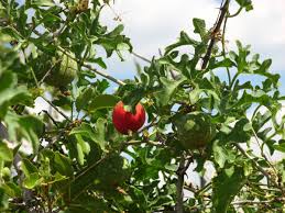 Image result for Coccinia rehmannii