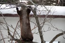 Behold The Rare Tree Otter May 18 2018 Otters Otter Love Sea Otter