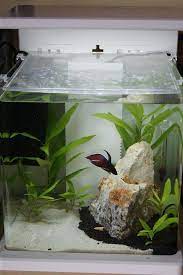 Betta Fish The Ultimate Guide To Betta Fish Care Tank Setup Betta Tank Fish Tank Terrarium Betta Fish Tank